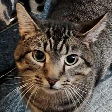 Linus, ADOPTABLE, Adult Male Tabby.