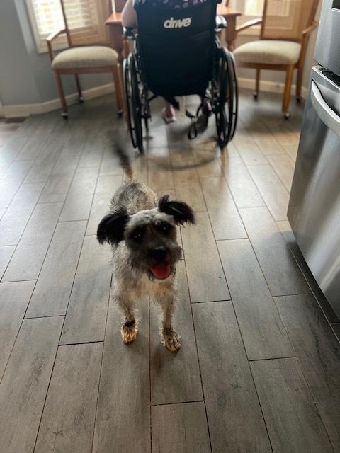 Leilani, Adoptable, Young Female Schnauzer & Terrier.
