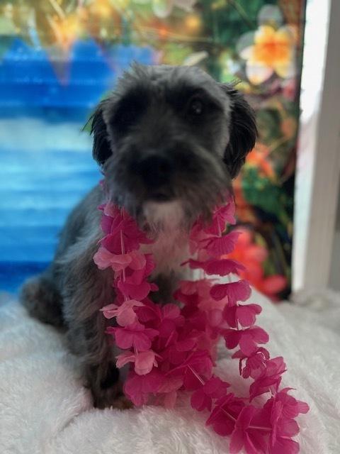 Enlarge Leilani, a Adoptable mixed breed in Milton, GA image 2/3