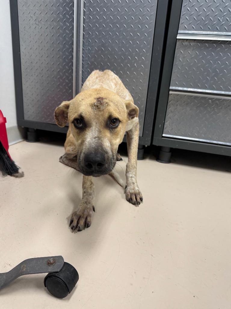 Larry, Adoptable, Young Male Black Mouth Cur & Australian Cattle Dog / Blue Heeler.