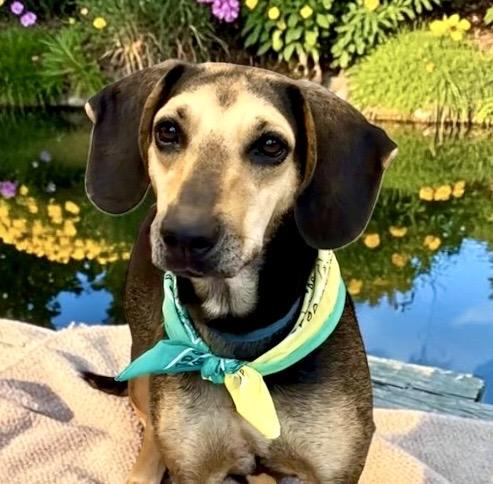 Enlarge Lola, a Adoptable mixed breed in Perry, IA image 1/6