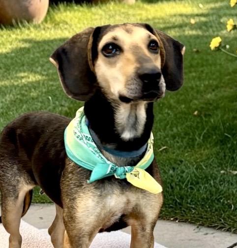 Enlarge Lola, a Adoptable mixed breed in Perry, IA image 2/6