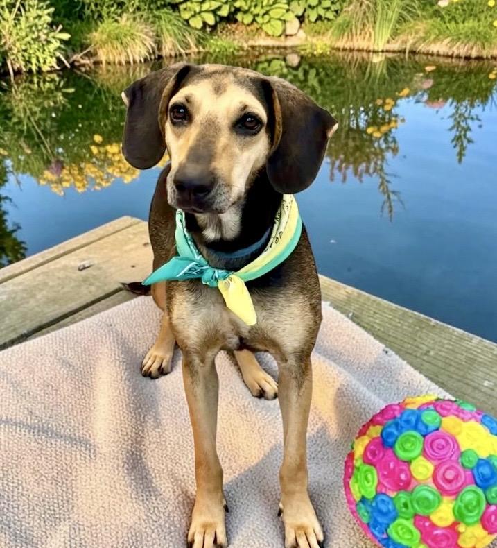 Enlarge Lola, a Adoptable mixed breed in Perry, IA image 5/6