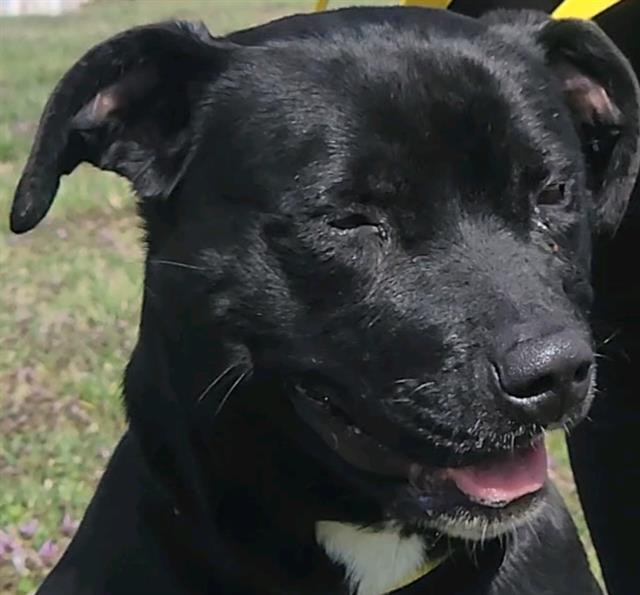 CHICKY NUGGETS, Adoptable, Adult Female Pit Bull Terrier.