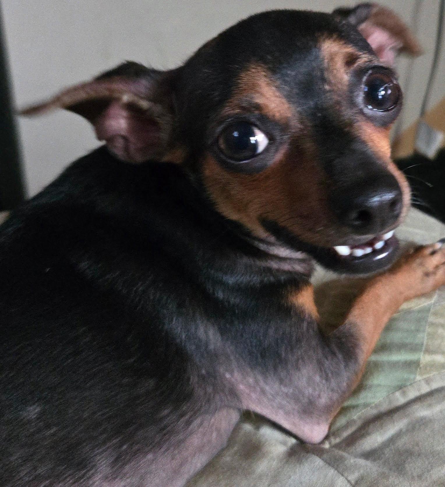 BeBe, adopted, Young Female Chihuahua & Miniature Pinscher.