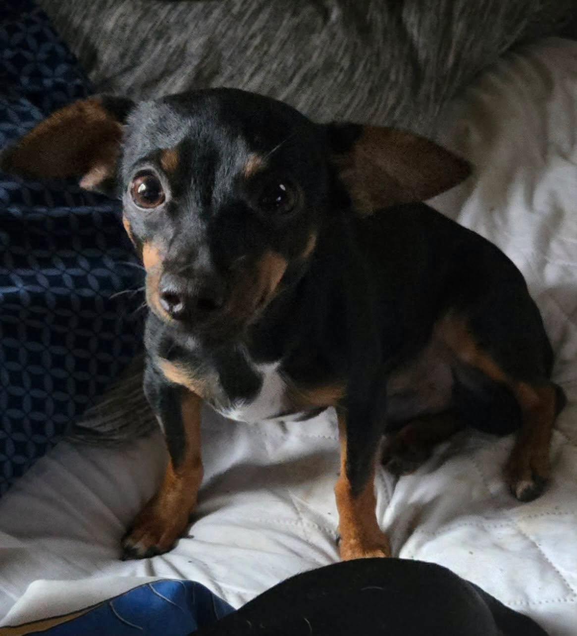 BeBe, an adopted mixed breed in Winsted, CT image 4/4