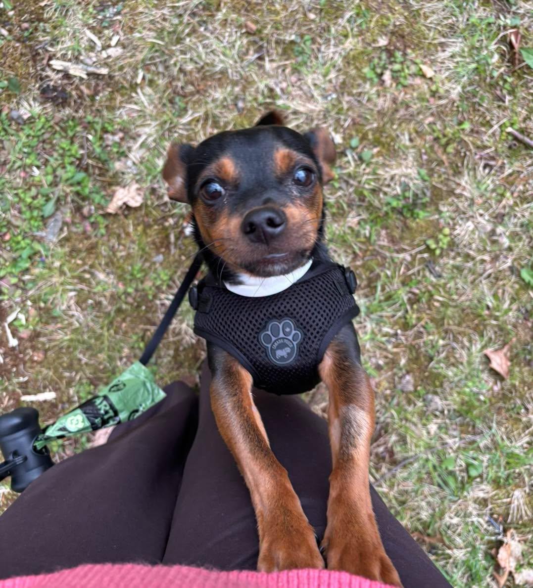 BeBe, an adopted mixed breed in Winsted, CT image 2/4