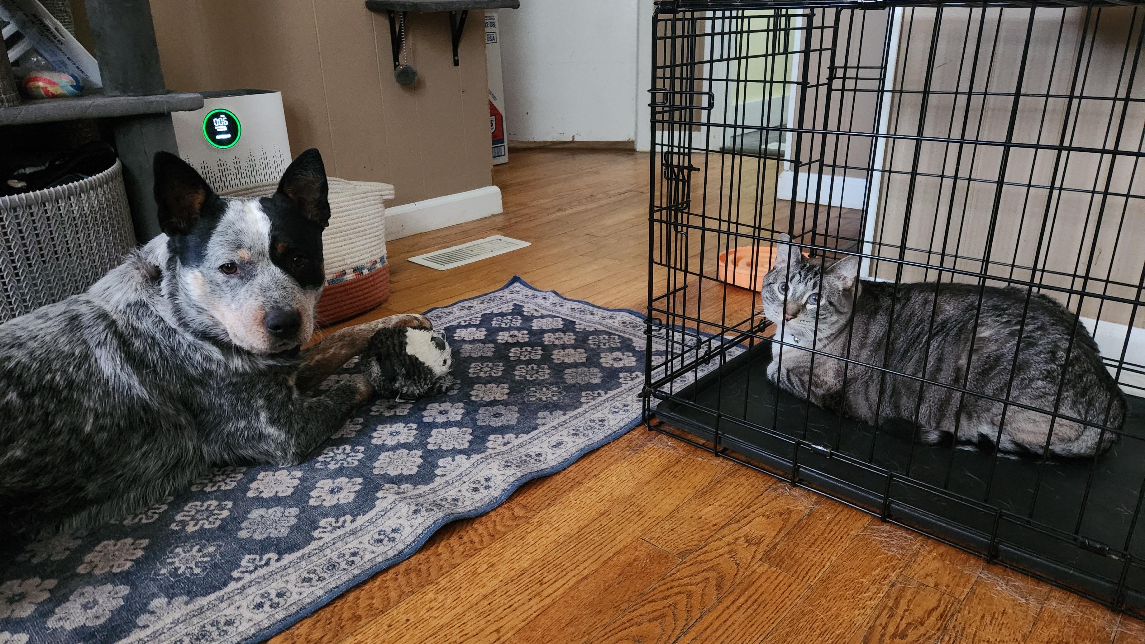 Enlarge Butters, an adopted Australian Cattle Dog / Blue Heeler in Boone, NC image 2/3