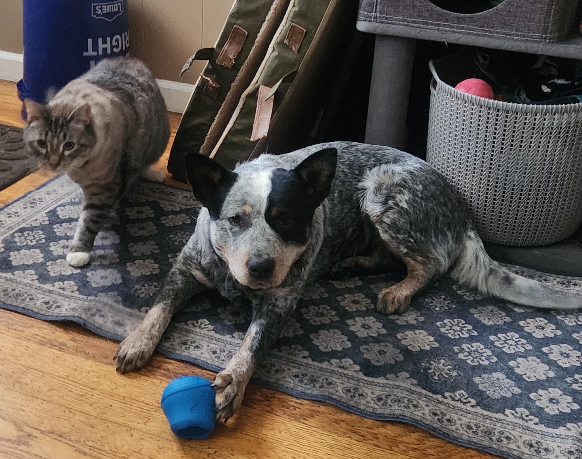 Butters, Adoptable, Young Female Australian Cattle Dog / Blue Heeler.