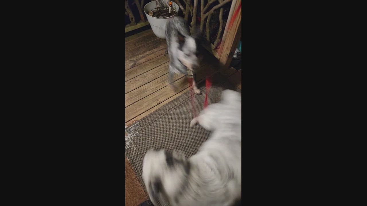 Enlarge Butters, an adopted Australian Cattle Dog / Blue Heeler in Boone, NC video 3/3