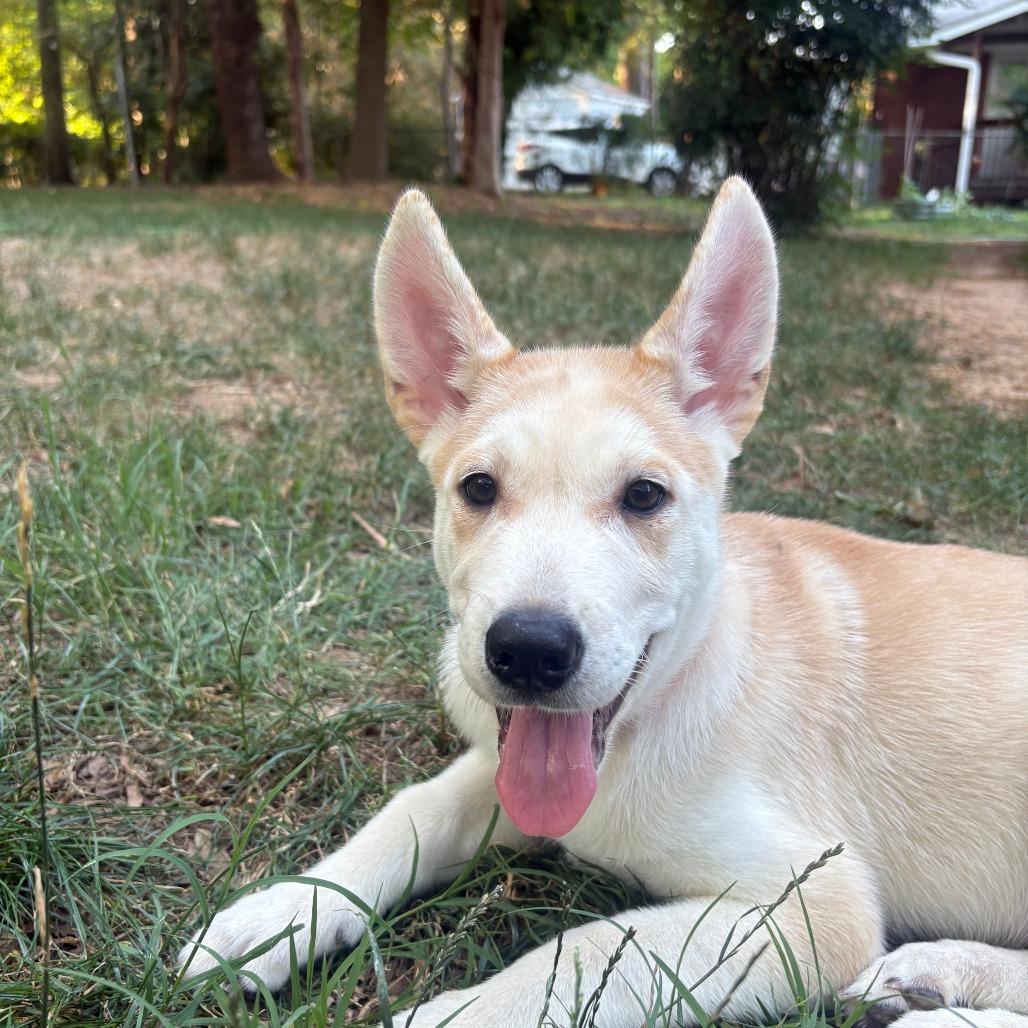 Rosie, Adoptable, Puppy Female Shepherd.