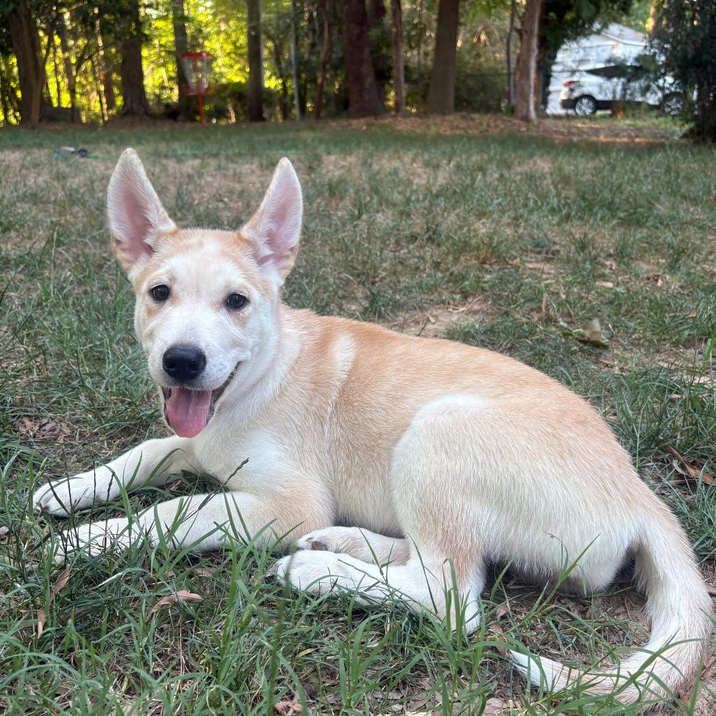 Rosie, a Adoptable Shepherd in Raleigh, NC image 2/2