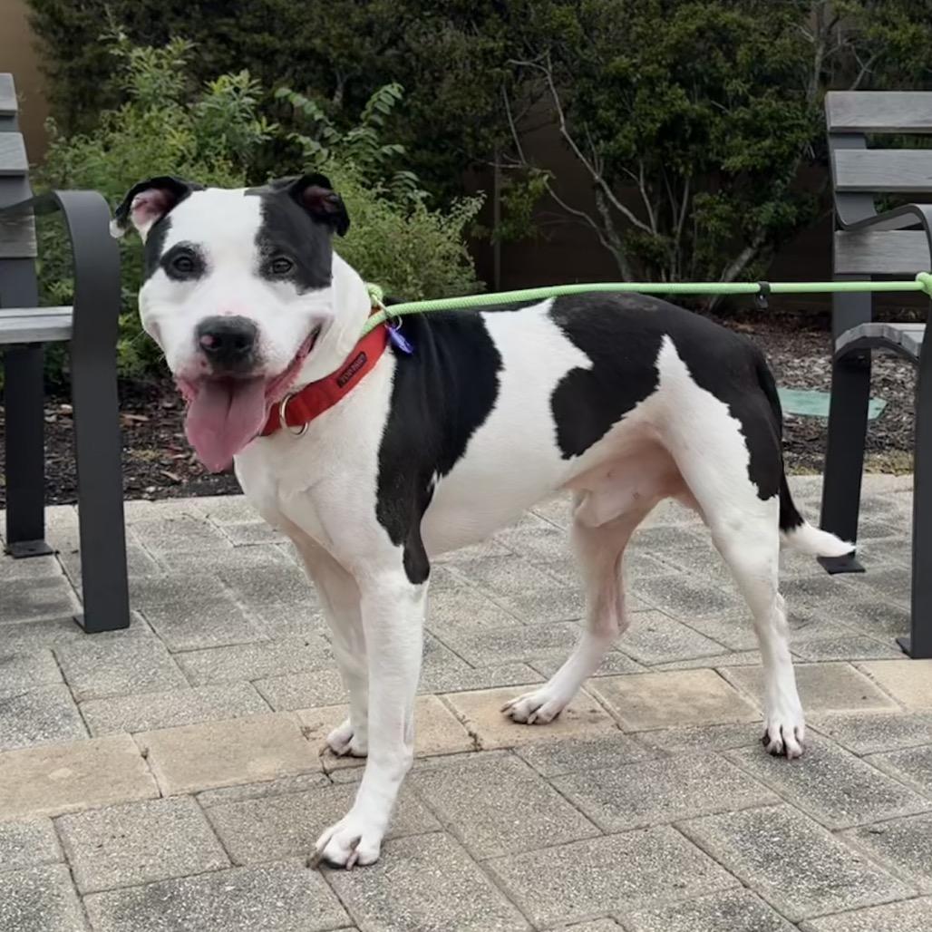 Darkwing, Adoptable, Adult Male Pit Bull Terrier & Mixed Breed.