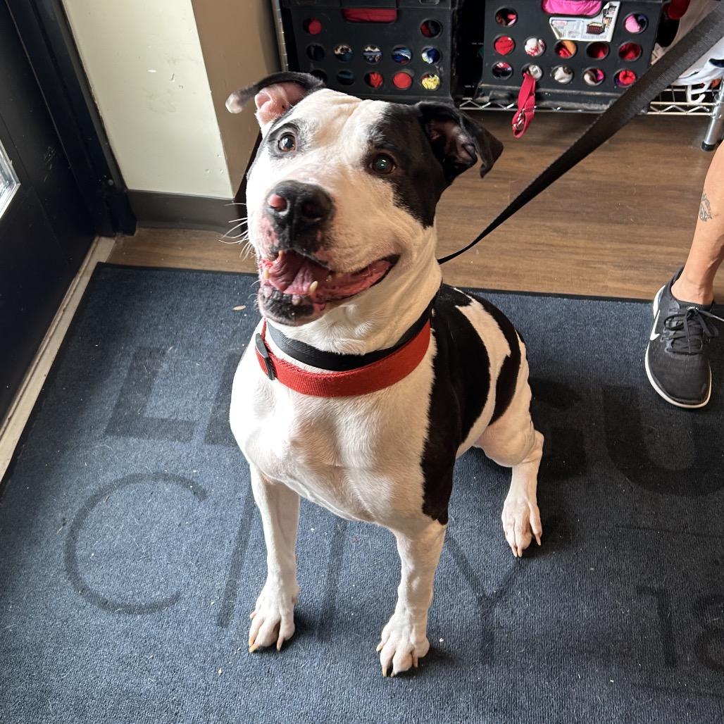Enlarge Darkwing, a Adoptable mixed breed in League City, TX image 2/2