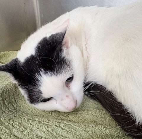 Lola, Adoptable, Adult Female Domestic Medium Hair.