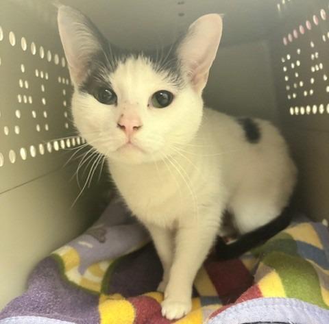 Enlarge Lola, a Adoptable mixed breed in Ogdensburg, NY image 2/2