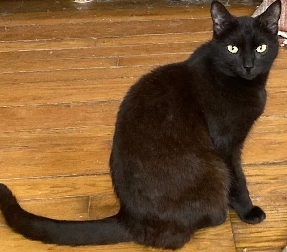 Enlarge Quinn, an adopted Domestic Medium Hair in Rome, PA image 1/1