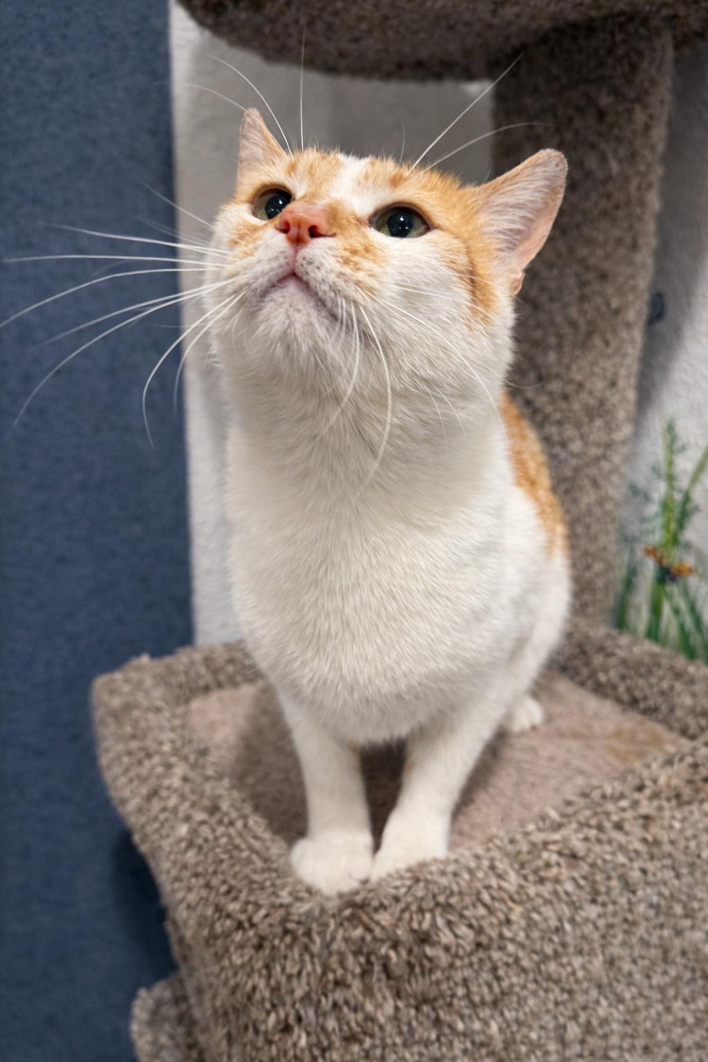 Enlarge Sasha, a Adoptable Domestic Short Hair in Rio Linda, CA image 2/3