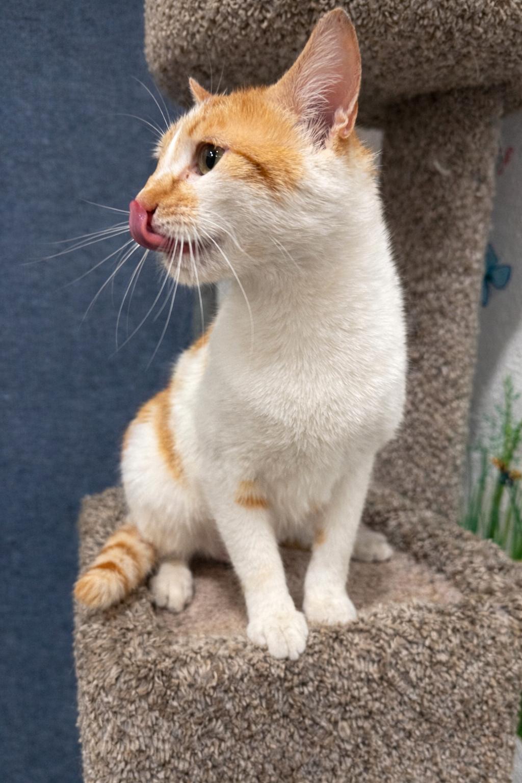 Enlarge Sasha, a Adoptable Domestic Short Hair in Rio Linda, CA image 3/3