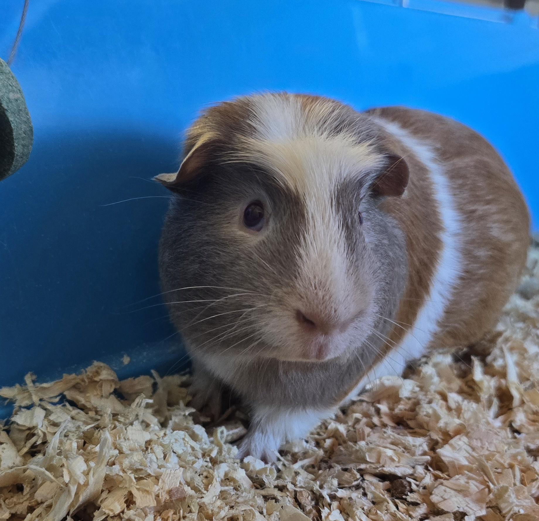 Enlarge Oatmeal, an adopted Guinea Pig in Brainerd, MN image 1/1