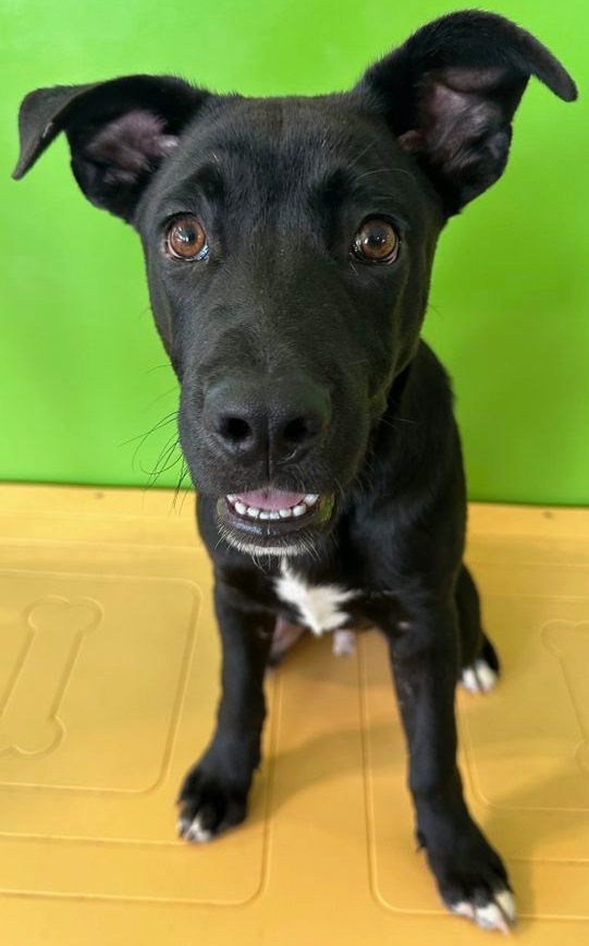 Meyer, a Adoptable Labrador Retriever in Dallas, TX image 1/3