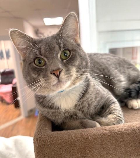 Smokey, ADOPTABLE, Adult Male Domestic Short Hair.