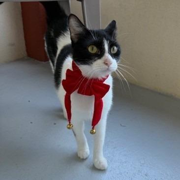 Mona, Adoptable, Adult Female Domestic Short Hair.