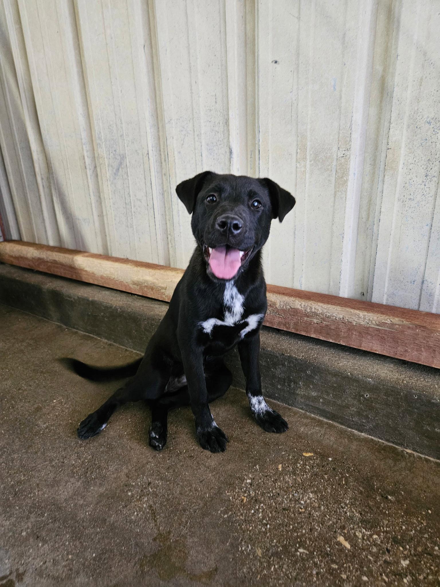 Fresa, Adoptable, Young Female Labrador Retriever & Cattle Dog.