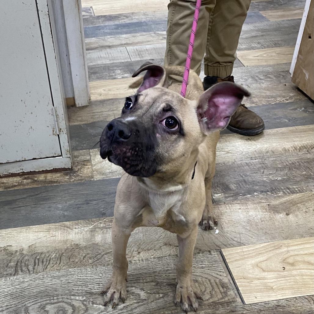 Stone Cold Steve Austin, Adoptable, Puppy Male Black Mouth Cur.