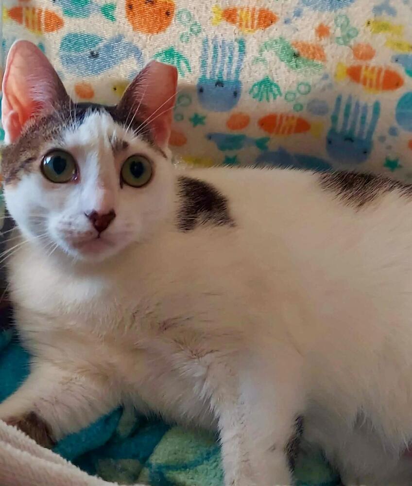 Enlarge Charlotte, a Adoptable Domestic Short Hair in Orlando, FL image 1/4