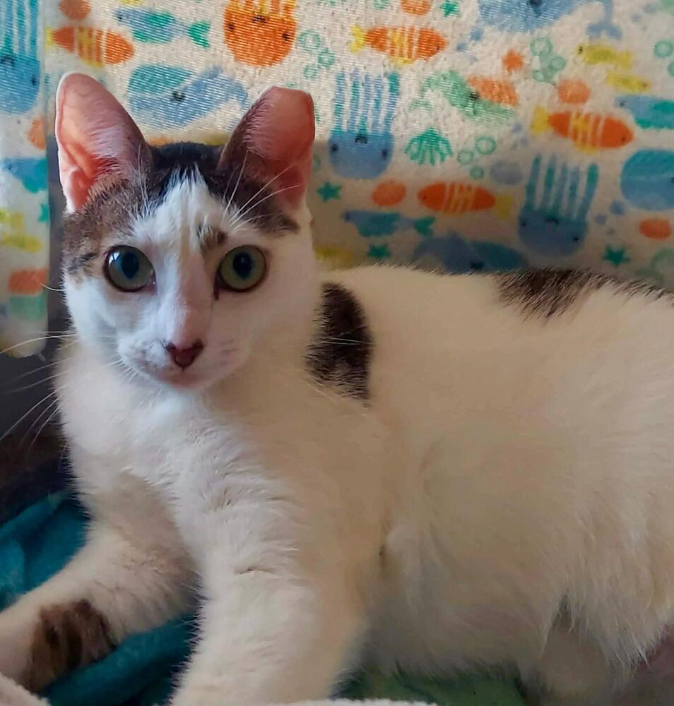 Enlarge Charlotte, a Adoptable Domestic Short Hair in Orlando, FL image 2/4