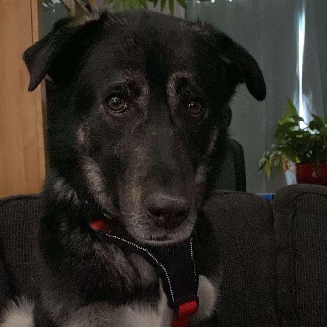 Lucky from Azerbaijan, an adoptable Anatolian Shepherd, Shepherd in Huntsville, ON, P1H 1P2 | Photo Image 3