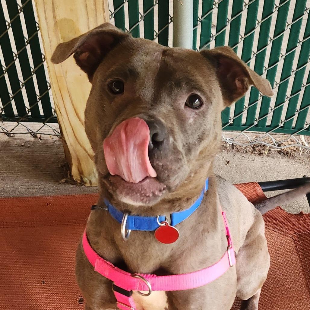 Julia, a Adoptable Mixed Breed in Pittsburgh, PA image 1/6