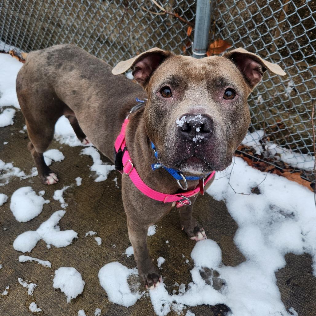 Julia, a Adoptable Mixed Breed in Pittsburgh, PA image 2/6