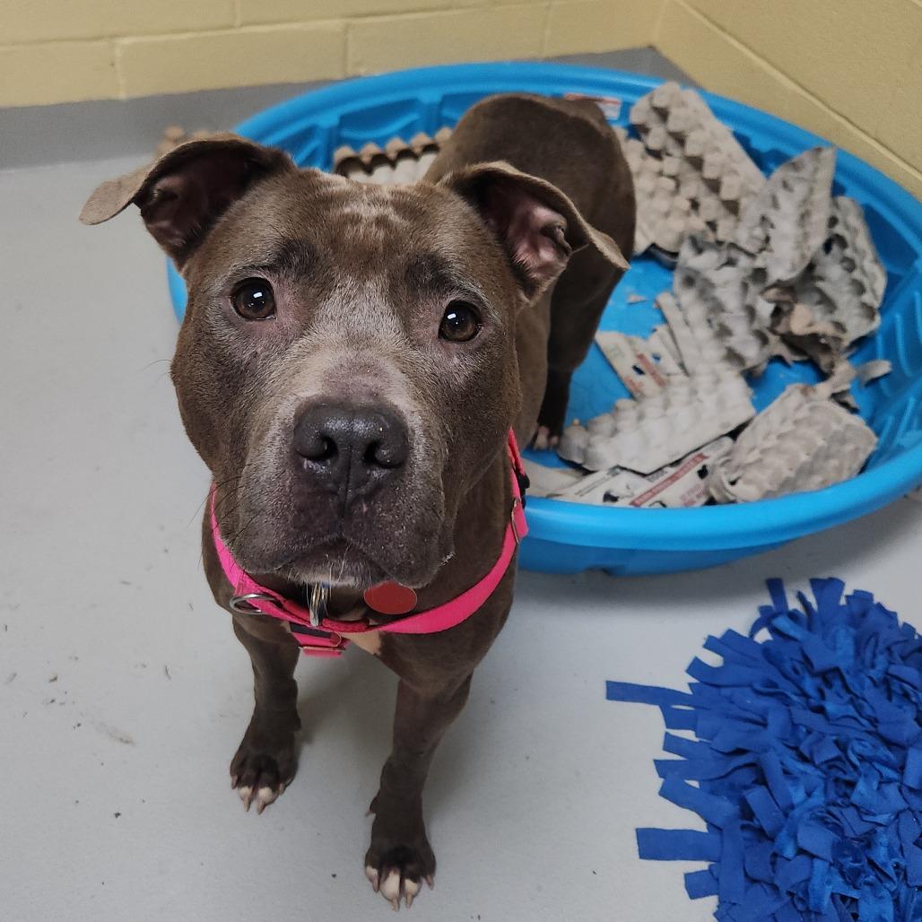 Julia, a Adoptable Mixed Breed in Pittsburgh, PA image 3/6