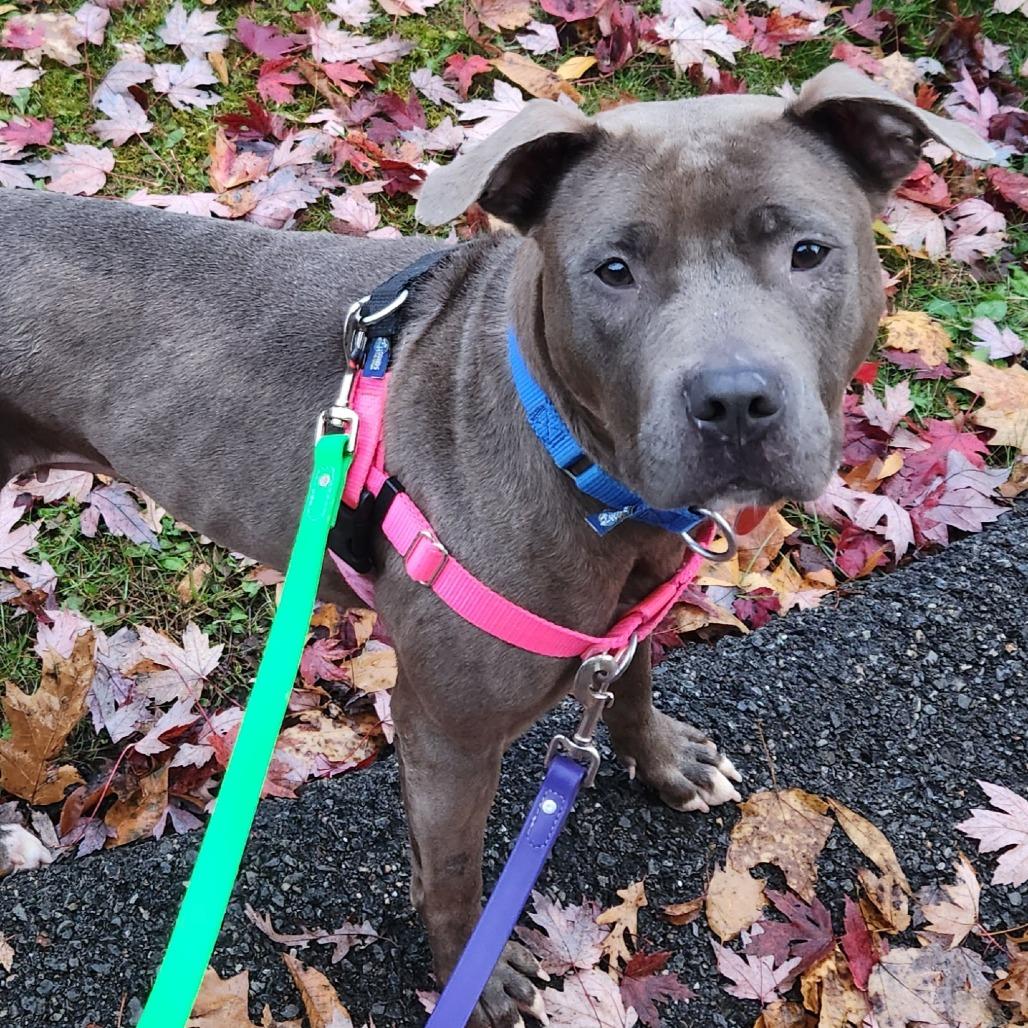 Julia, a Adoptable Mixed Breed in Pittsburgh, PA image 4/6