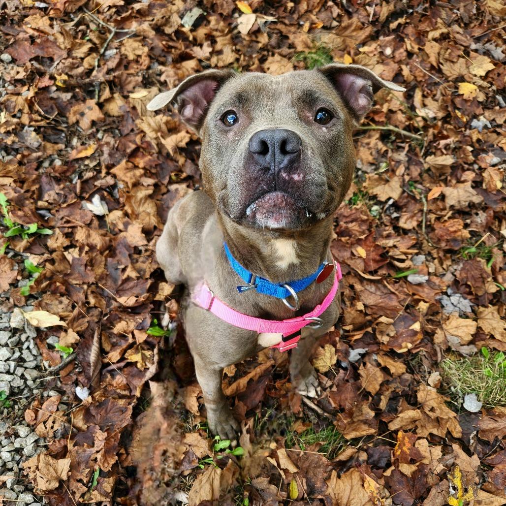 Julia, a Adoptable Mixed Breed in Pittsburgh, PA image 5/6