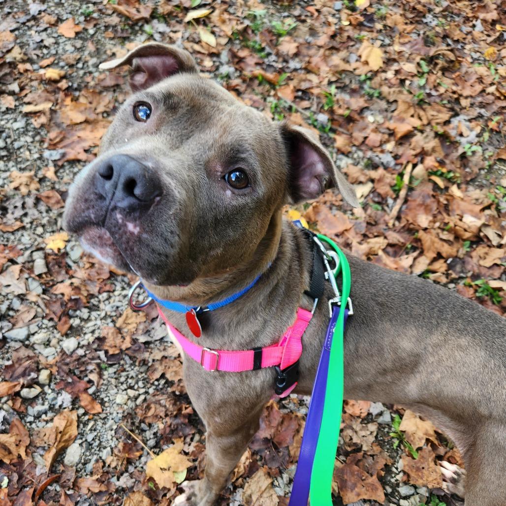 Julia, a Adoptable Mixed Breed in Pittsburgh, PA image 6/6