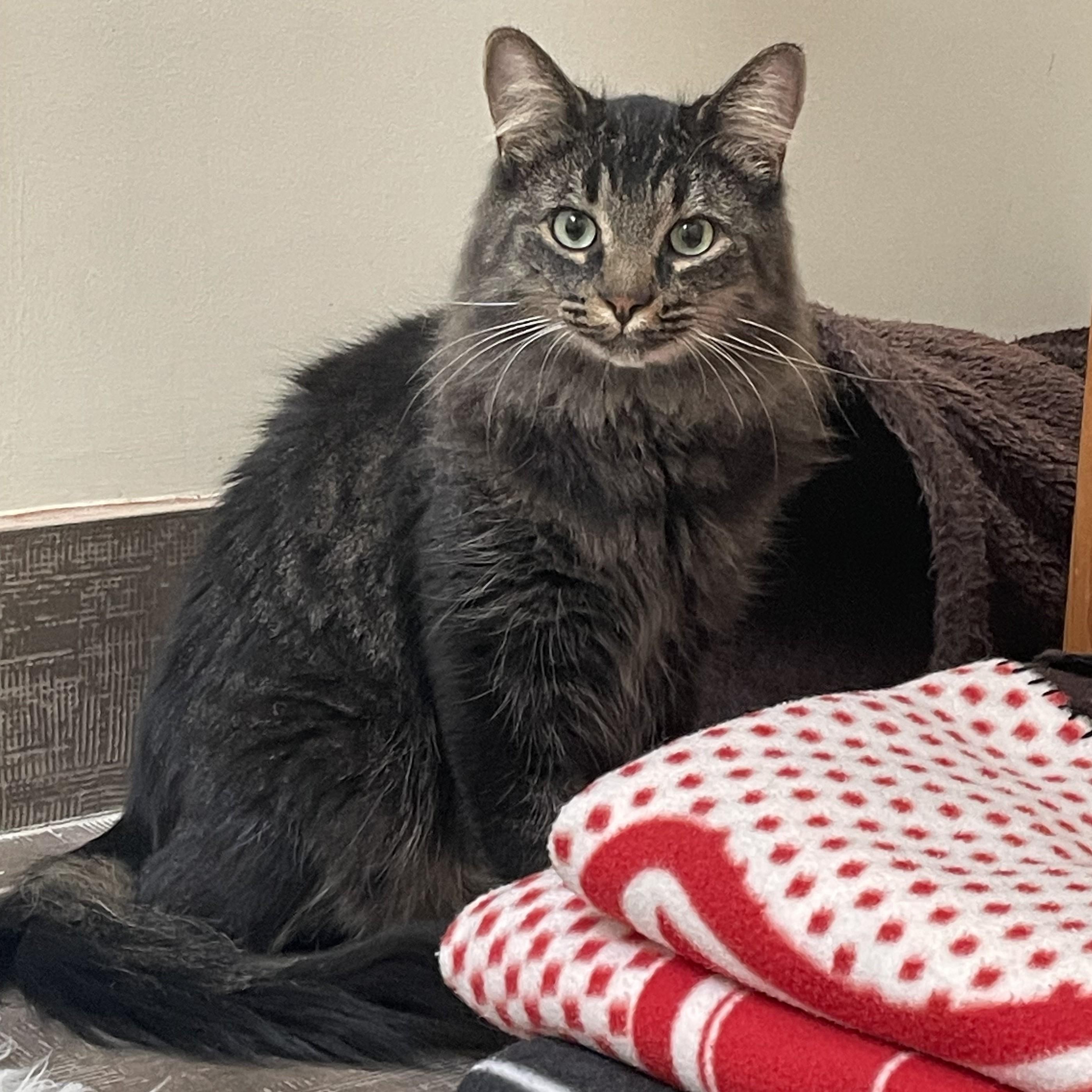Aurelius (bonded with Wesley), Adoptable, Young Male Domestic Medium Hair.