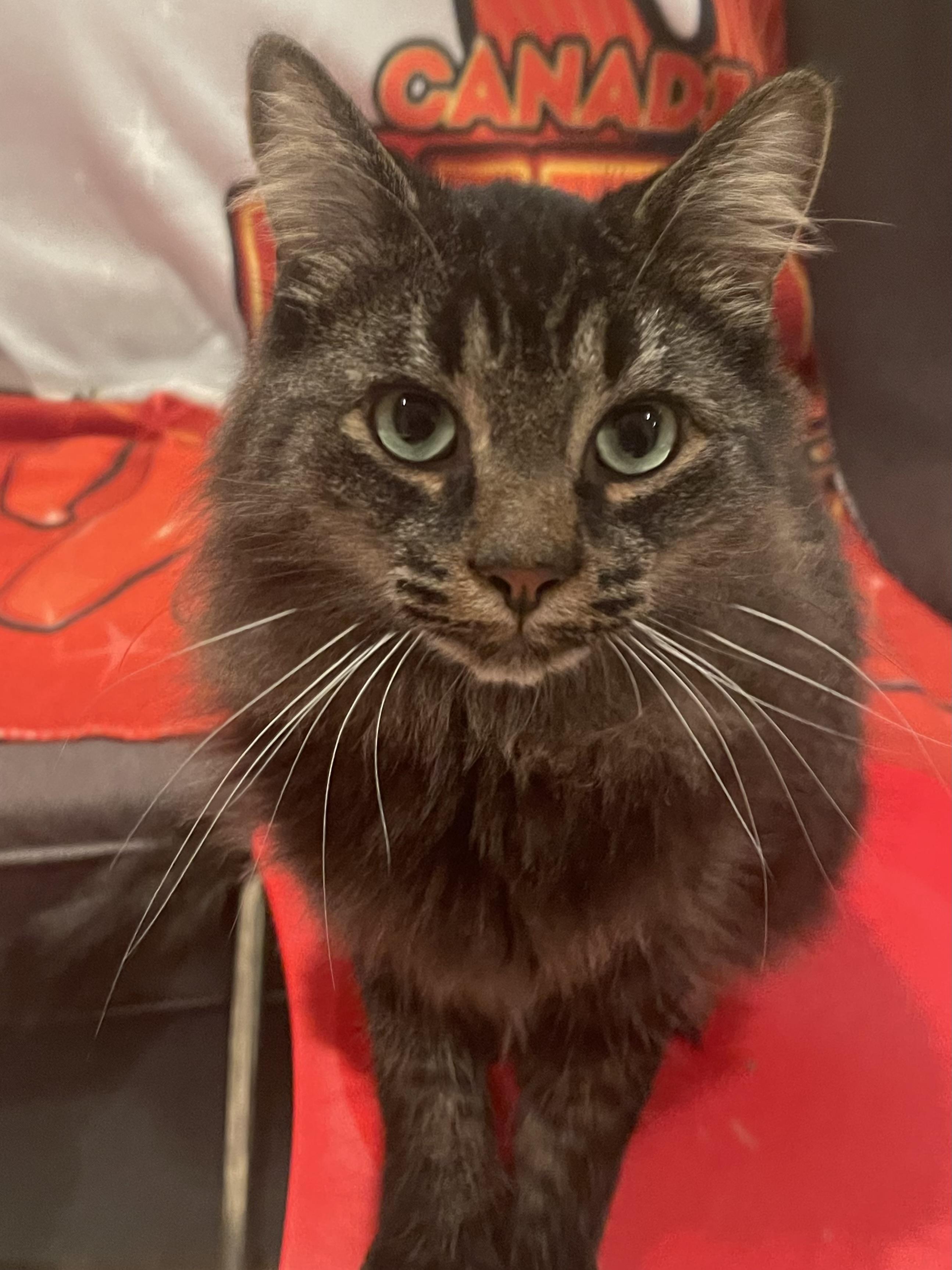 Enlarge Aurelius (bonded with Wesley), a Adoptable Domestic Medium Hair in Pickering, ON image 5/6