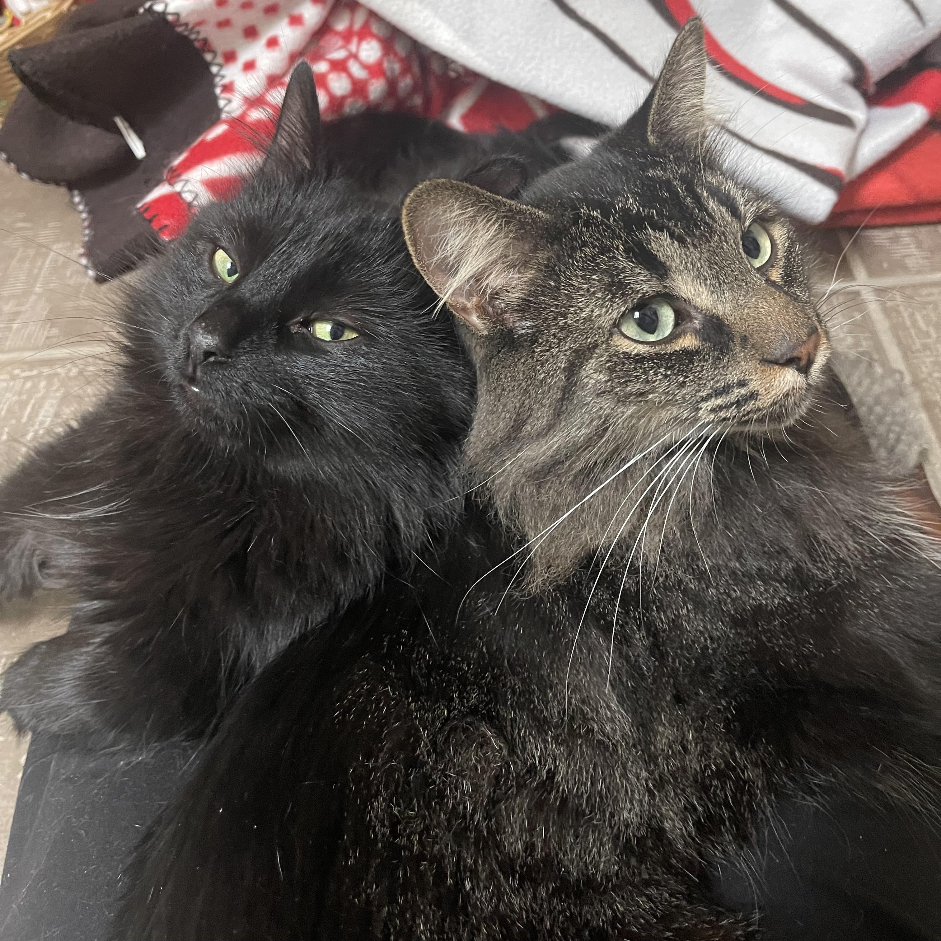 Enlarge Aurelius (bonded with Wesley), a Adoptable Domestic Medium Hair in Pickering, ON image 2/6