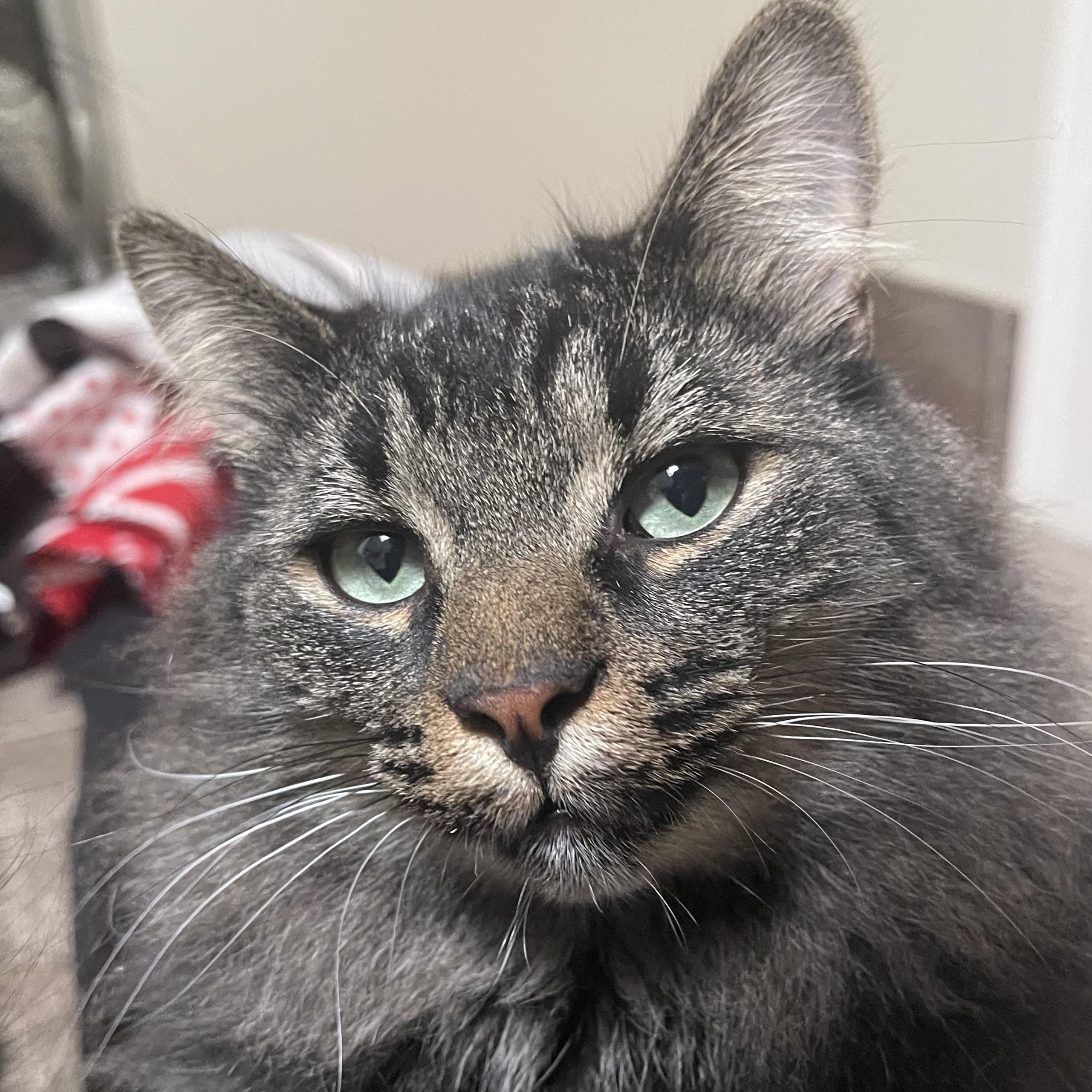 Enlarge Aurelius (bonded with Wesley), a Adoptable Domestic Medium Hair in Pickering, ON image 4/6