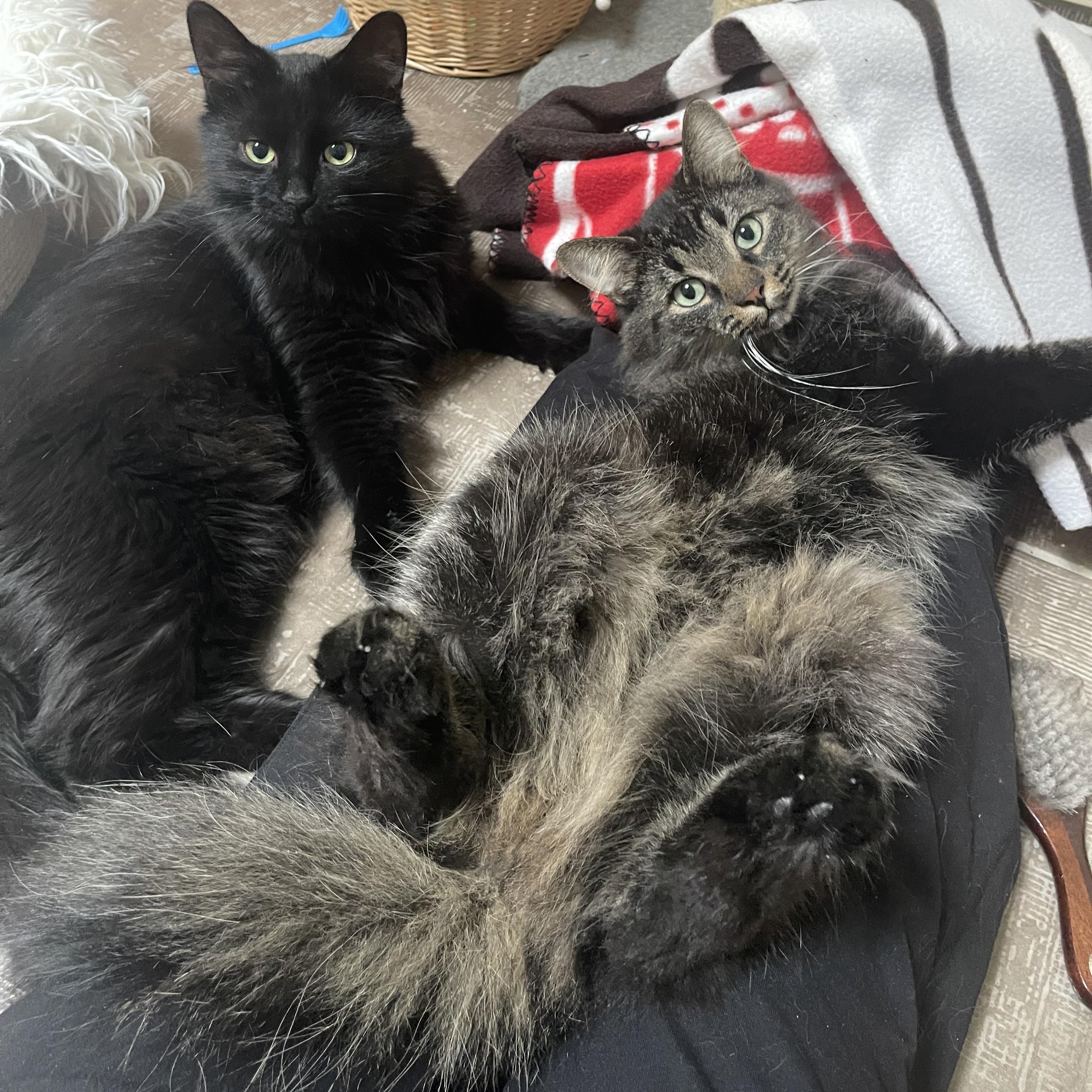 Enlarge Aurelius (bonded with Wesley), a Adoptable Domestic Medium Hair in Pickering, ON image 3/6