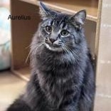 Enlarge Aurelius (bonded with Wesley), a Adoptable Domestic Medium Hair in Pickering, ON image 6/6