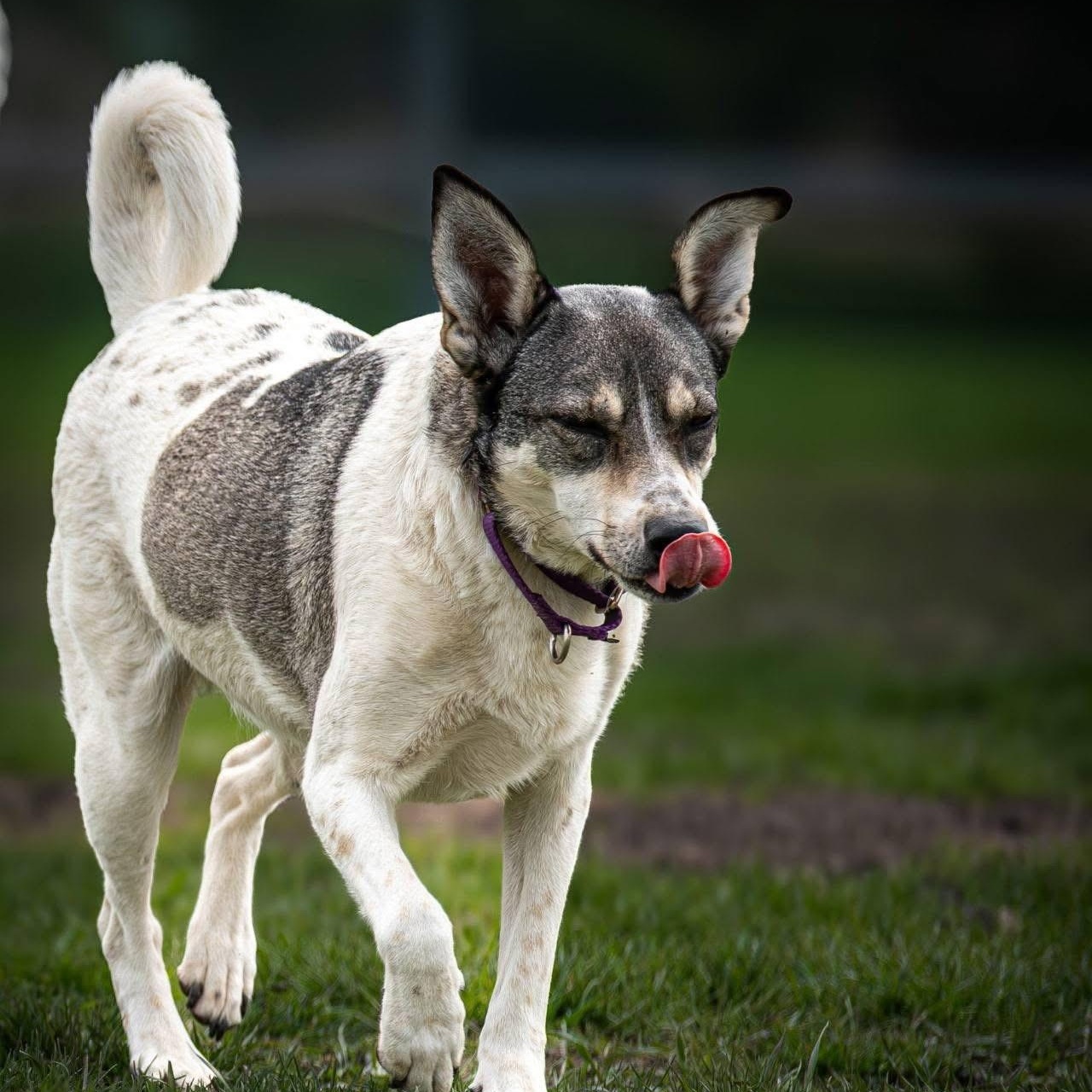 Shelby, a ADOPTABLE mixed breed in Scarborough, ON image 4/6