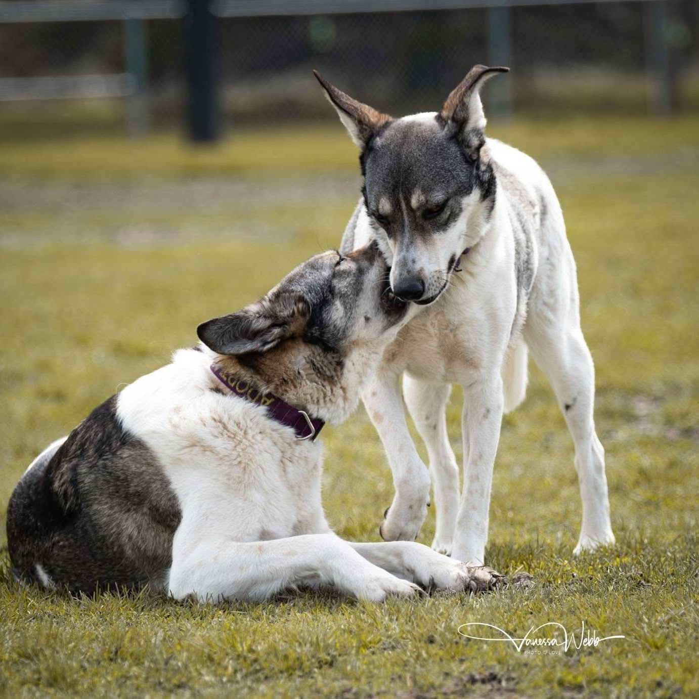 Shelby, a ADOPTABLE mixed breed in Scarborough, ON image 2/6