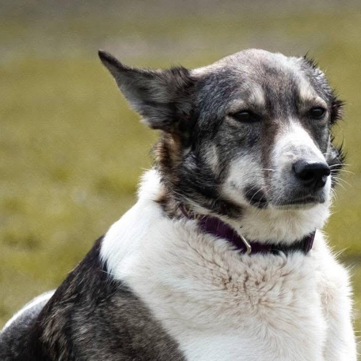Shelby, a ADOPTABLE mixed breed in Scarborough, ON image 1/6