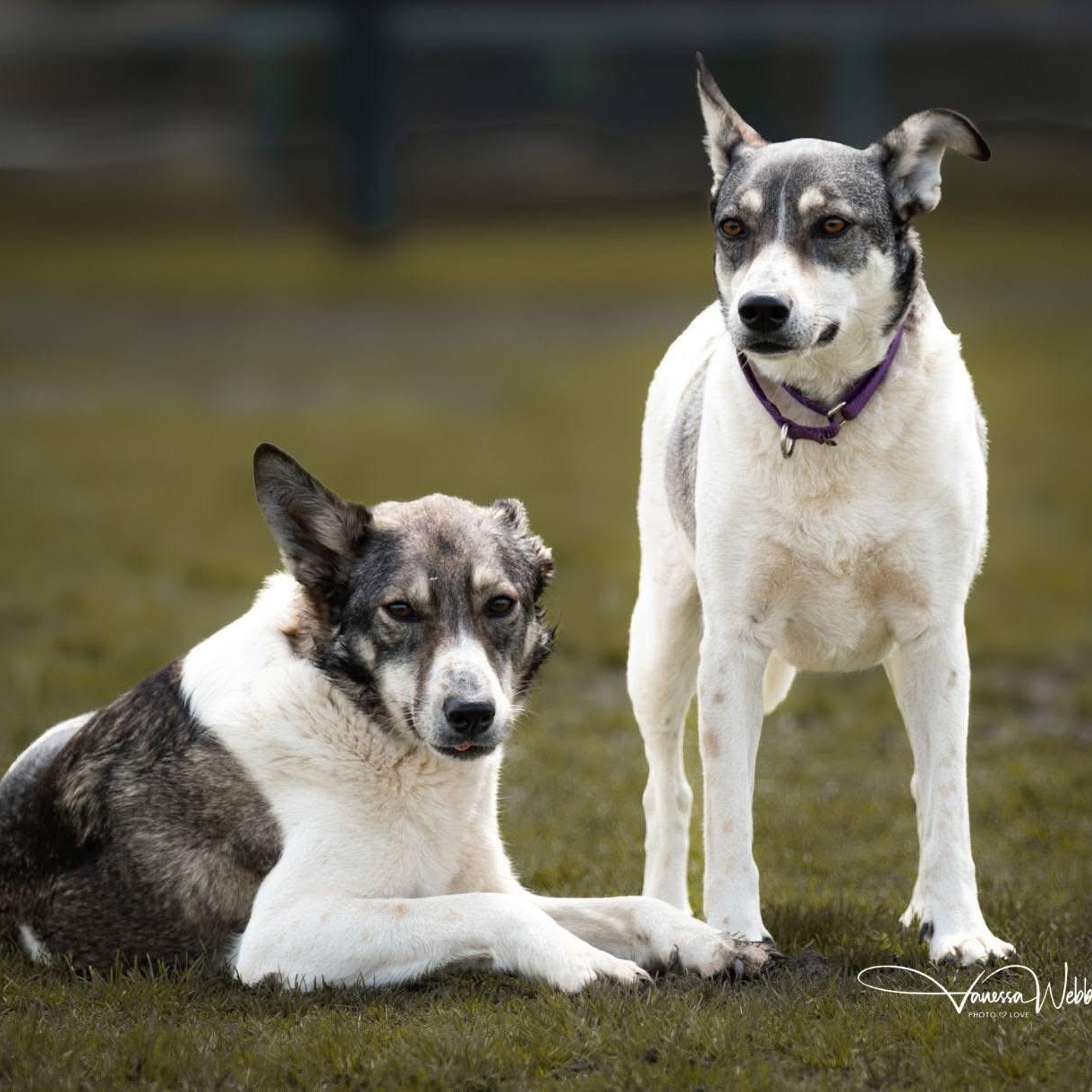 Shelby, a ADOPTABLE mixed breed in Scarborough, ON image 3/6