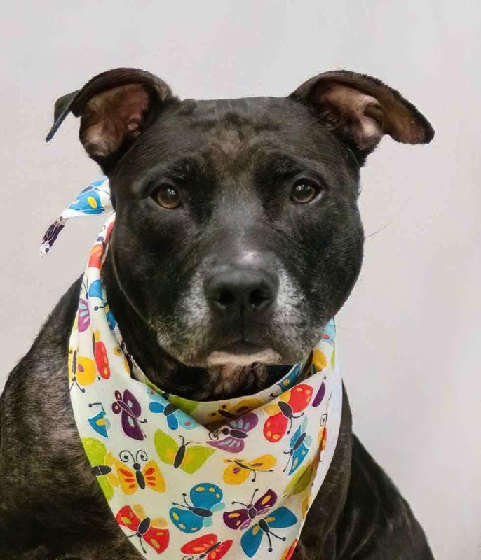 Enlarge Roxy, a ADOPTABLE mixed breed in Sanford, FL image 1/3
