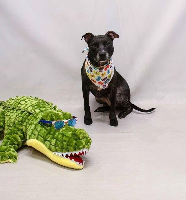 Enlarge Roxy, a ADOPTABLE mixed breed in Sanford, FL image 3/3